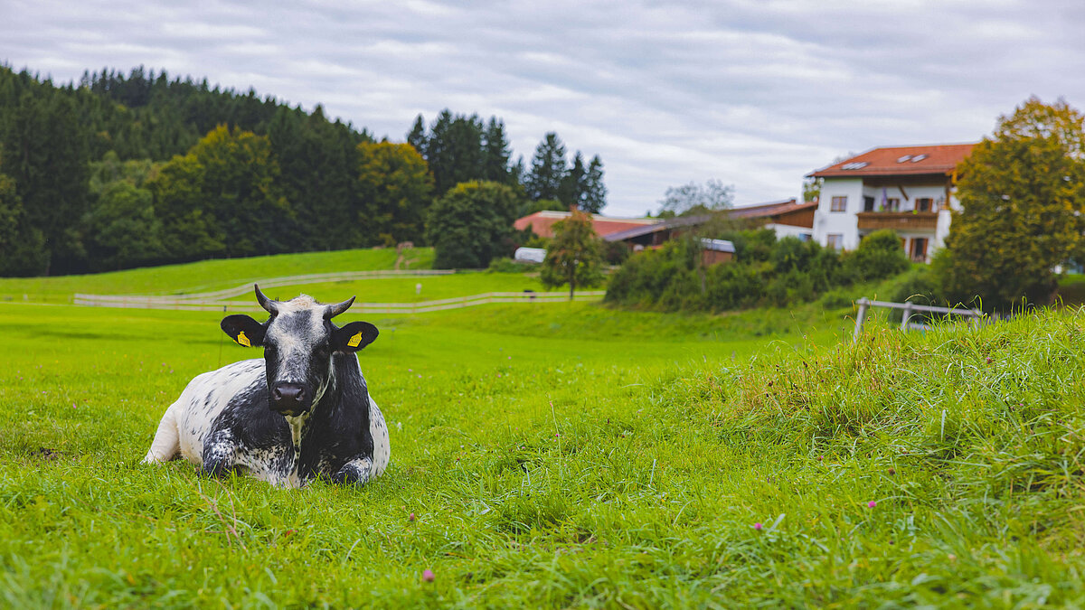 Ein schwarzes und weißes Kalb grast auf einer grünen Wiese. Im Hintergrund ist ein Bauernhaus und bewaldete Hügel zu sehen. Der Himmel ist bewölkt, was eine ruhige ländliche Szene schafft.