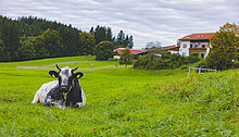 Ein schwarzes und weißes Kalb grast auf einer grünen Wiese. Im Hintergrund ist ein Bauernhaus und bewaldete Hügel zu sehen. Der Himmel ist bewölkt, was eine ruhige ländliche Szene schafft.